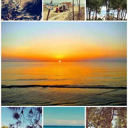 Petit 锡尔维玛丽娜