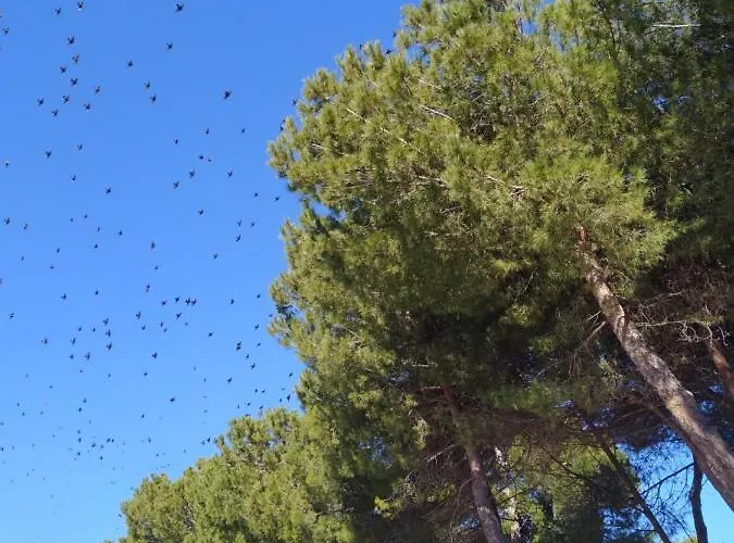 Petit Royal Отель